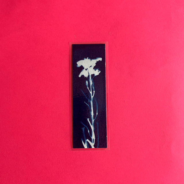Marque page cyanotype végétal original sur papier épais et plastifié