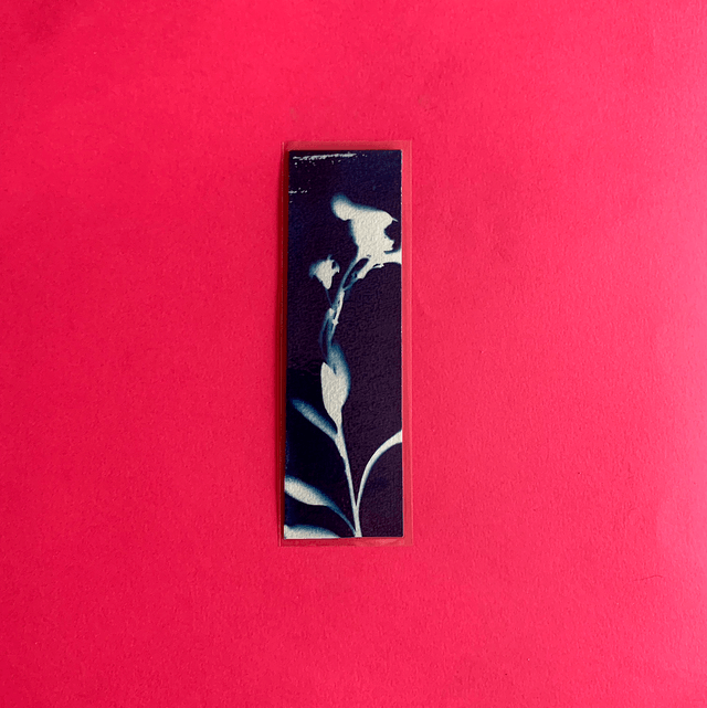 Marque page cyanotype végétal original sur papier épais et plastifié