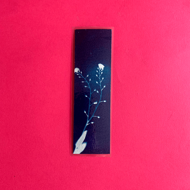 Marque page cyanotype végétal original sur papier épais et plastifié