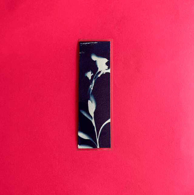Marque page cyanotype végétal original sur papier épais et plastifié