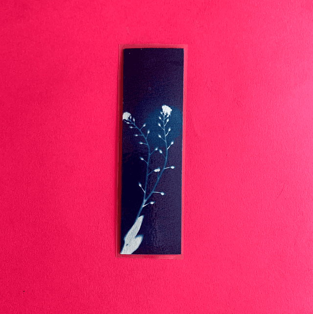 Marque page cyanotype végétal original sur papier épais et plastifié