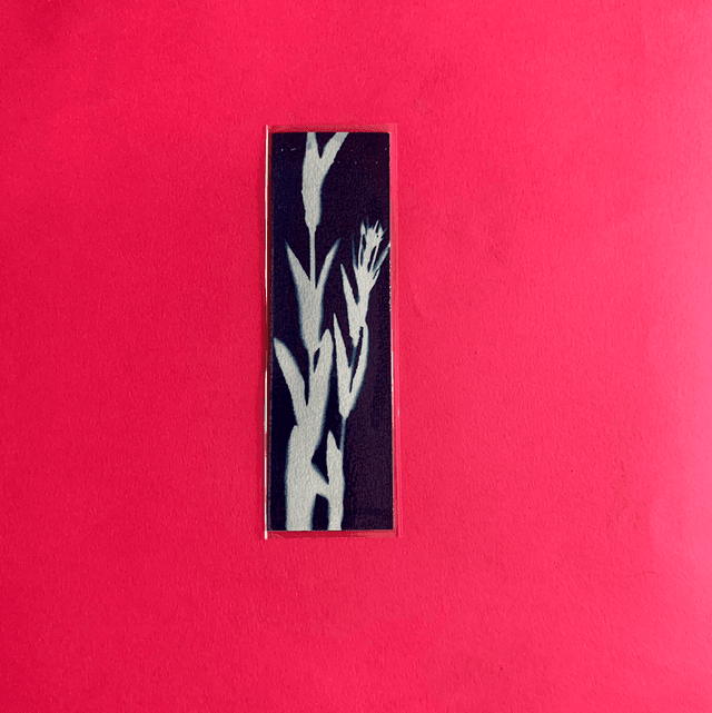 Marque page cyanotype végétal original sur papier épais et plastifié