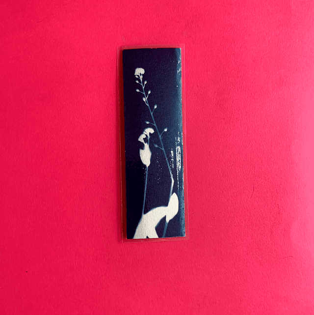 Marque page cyanotype végétal original sur papier épais et plastifié