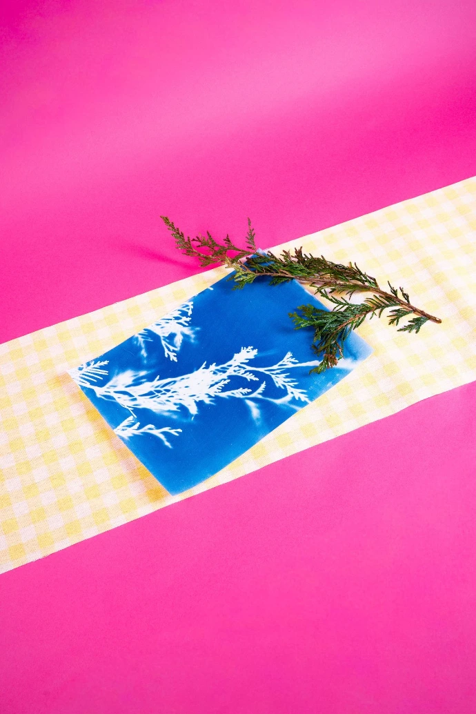 Atelier cyanotype végétal 